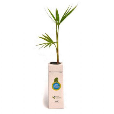 Baby tree reciclato quad