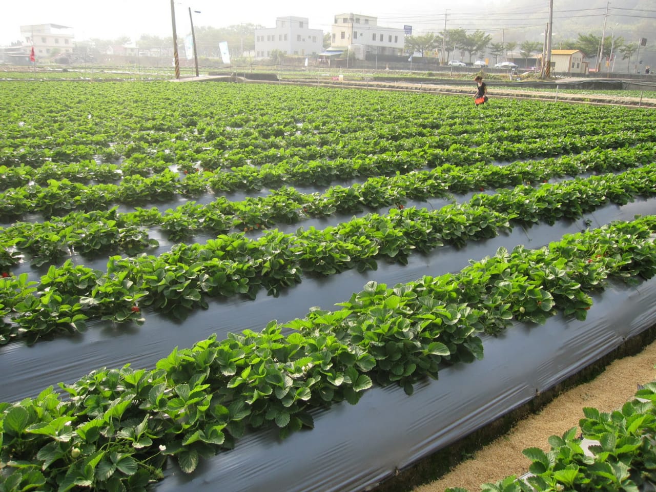 BIOFILME AGRO MULCHING