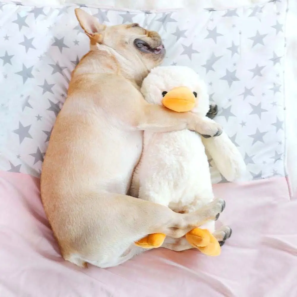 Brinquedos Interativos e Acessórios Dentais para Cães de Todos os Tamanhos