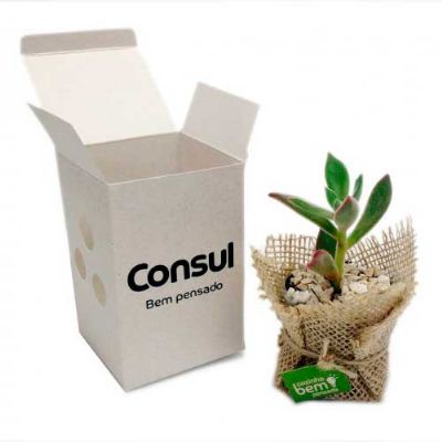 Mini Suculenta Reciclado