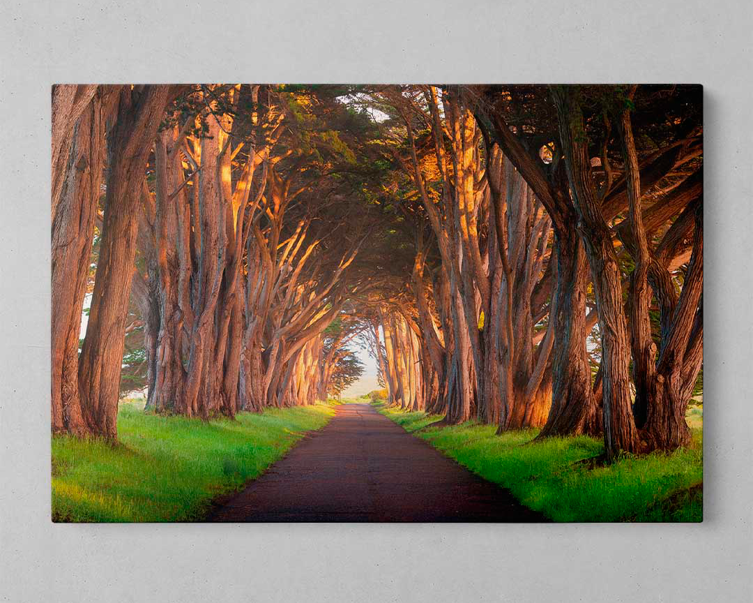 Quadro Decorativo Florestas- Em Canvas