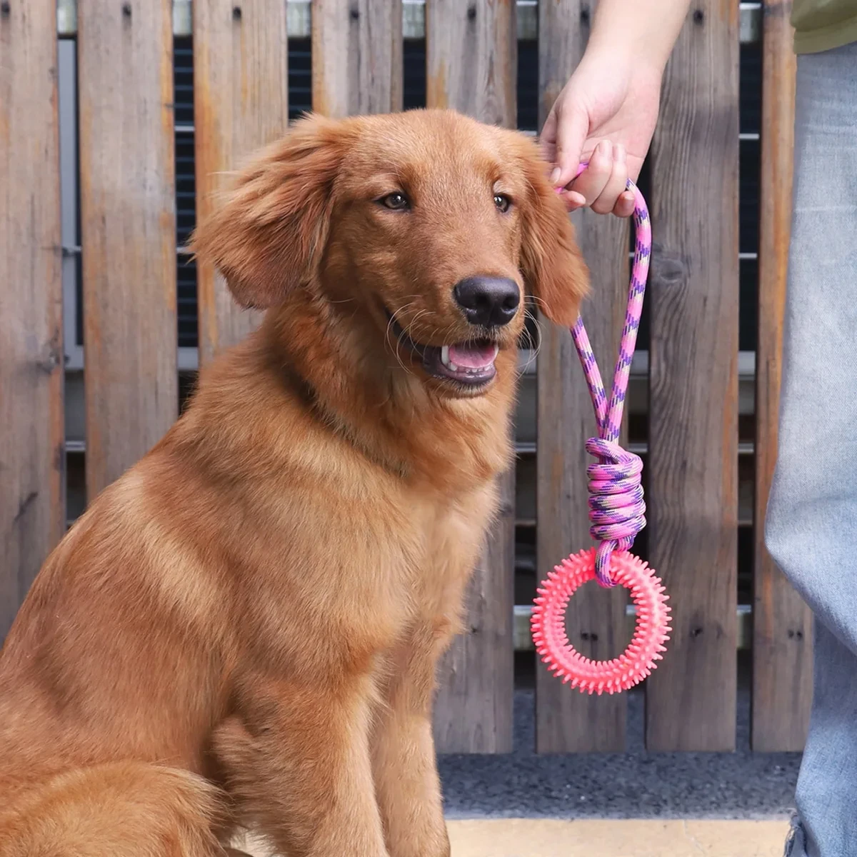 Treinamento Interativo para Cães: Anel Cravado e Suprimentos para Limpeza Dental Divertida