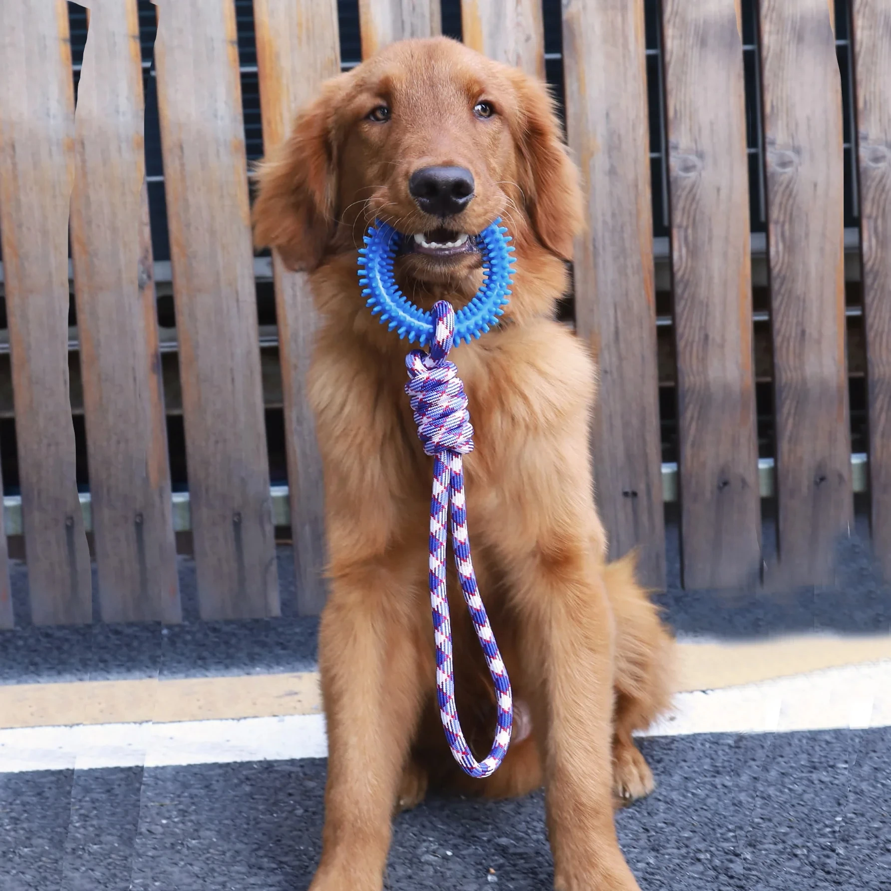 Treinamento Interativo para Cães com Anel Cravado e Suprimentos de Limpeza Dental