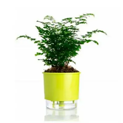 Vaso para Plantas Autoirrigável Personalizado